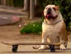 A Bulldog With Skateboard Skillz